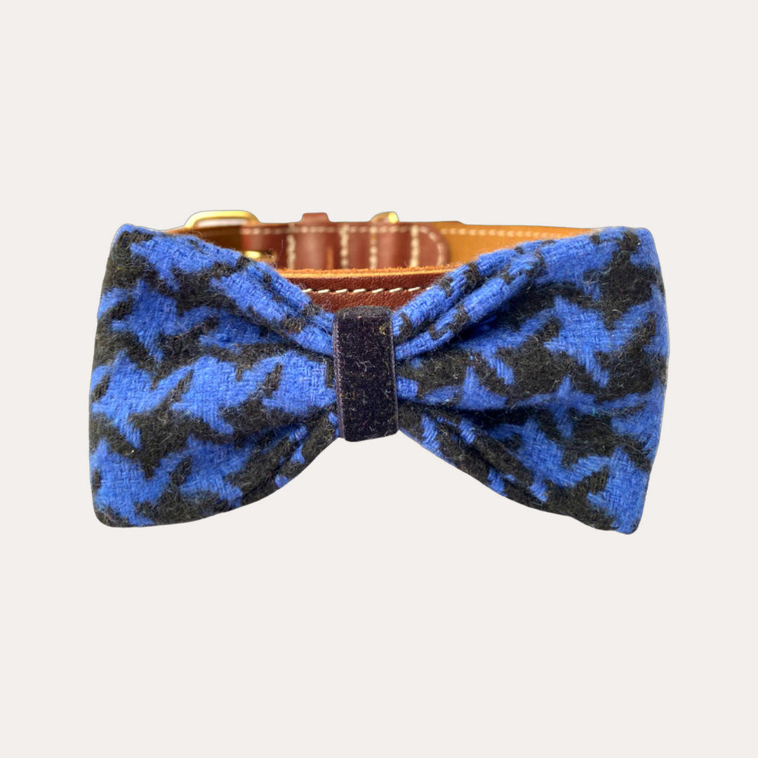 | BOW TIE | BLUE ORCHID