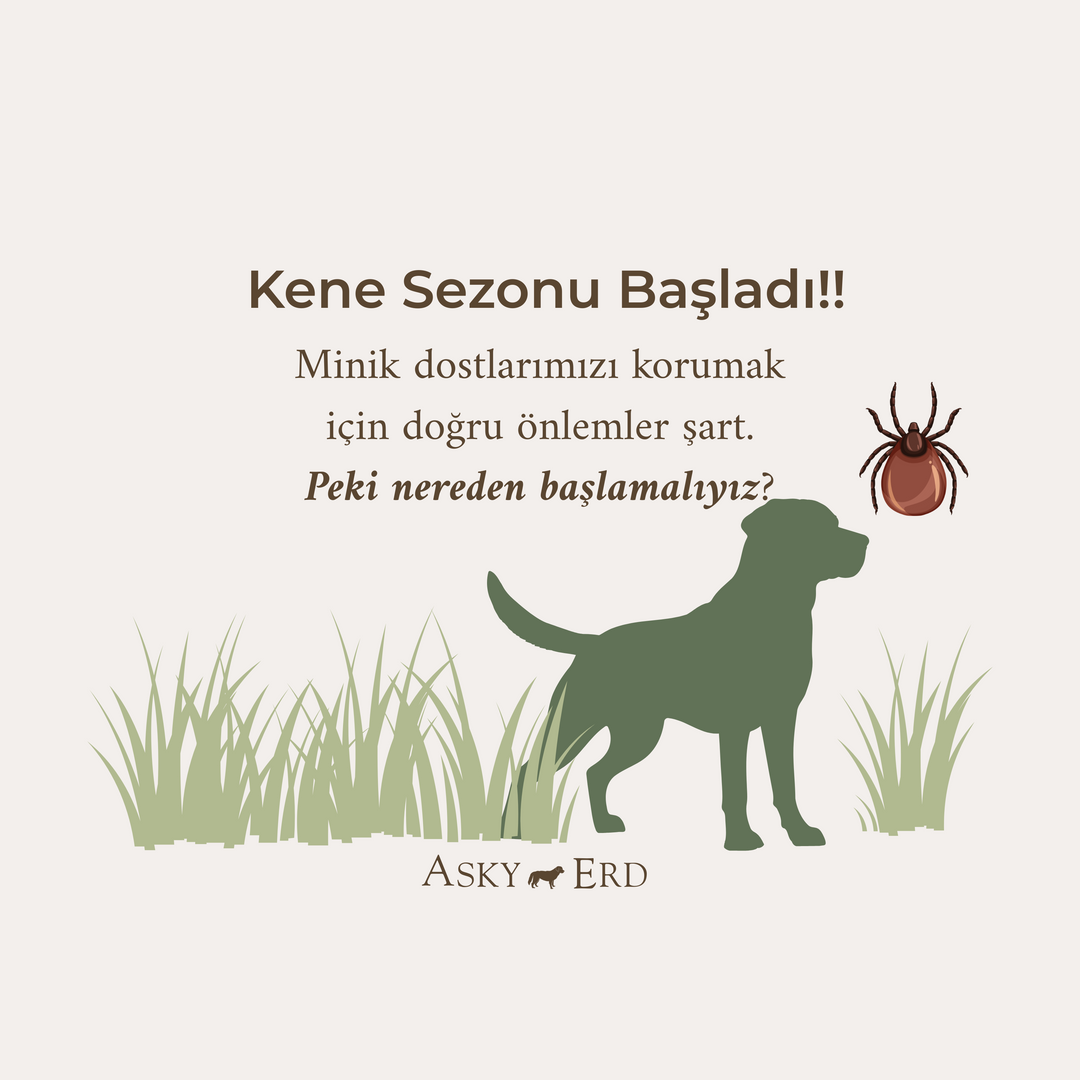Köpeklerde Kene Tehlikesi ve Korunma Yolları