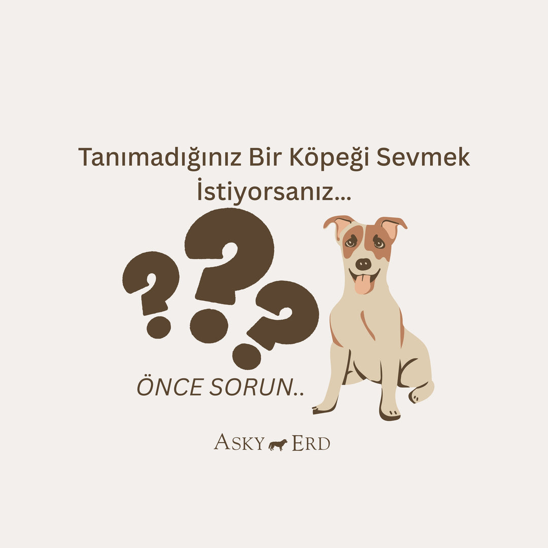 Tanımadığınız Bir Köpeği Sevmek: Önce Saygı