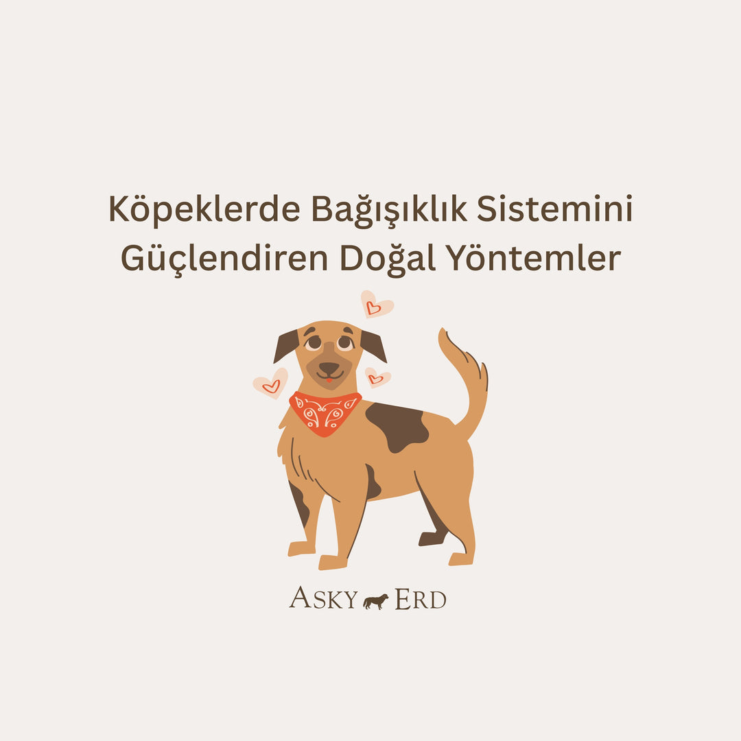 Köpeğinizin Bağışıklığını Güçlendirmek: Daha Sağlıklı ve Mutlu Bir Yaşam İçin
