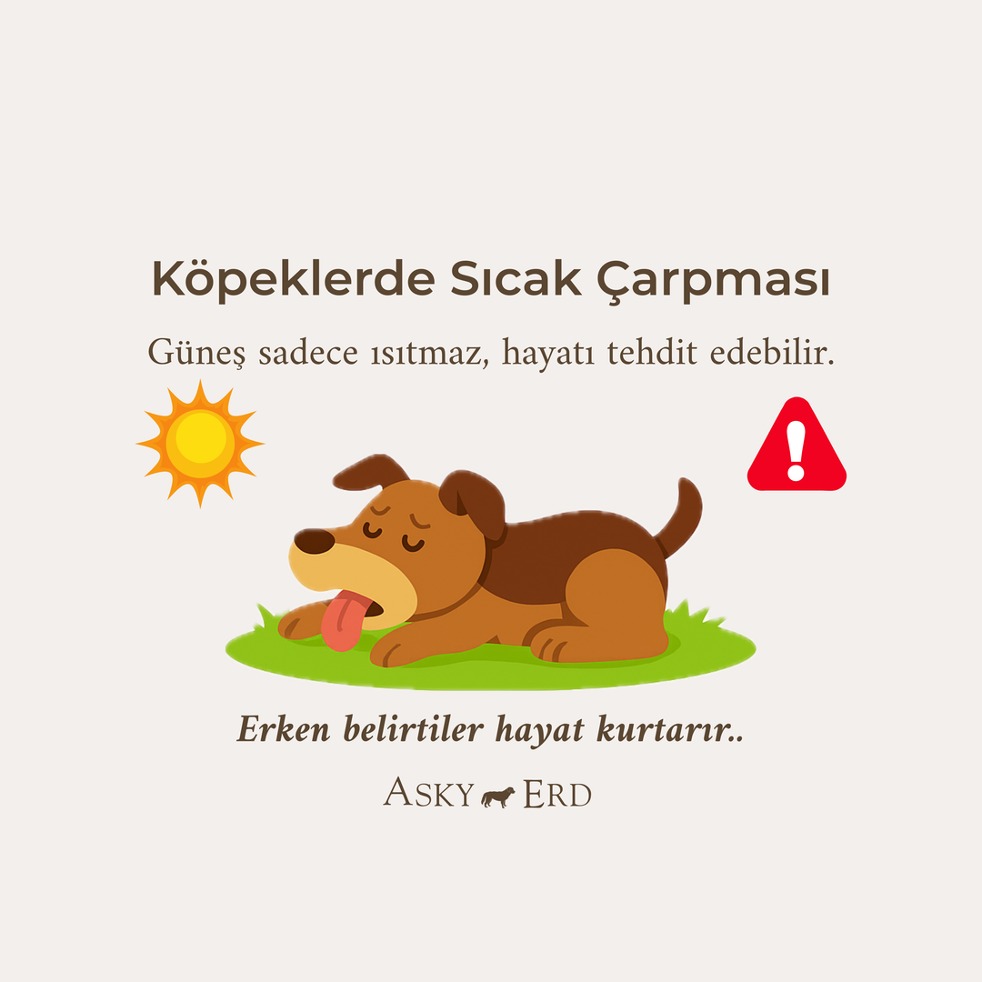 Yaz Sıcaklarında Patili Dostumuzu Koruyalım: Köpeklerde Sıcak Çarpması Rehberi