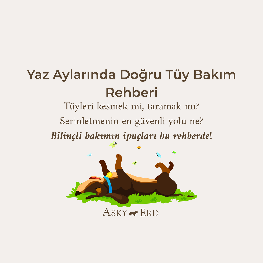 Yaz Aylarında Köpeklerde Tüy Bakımı: Serin, Sağlıklı ve Mutlu Patiler İçin Rehber