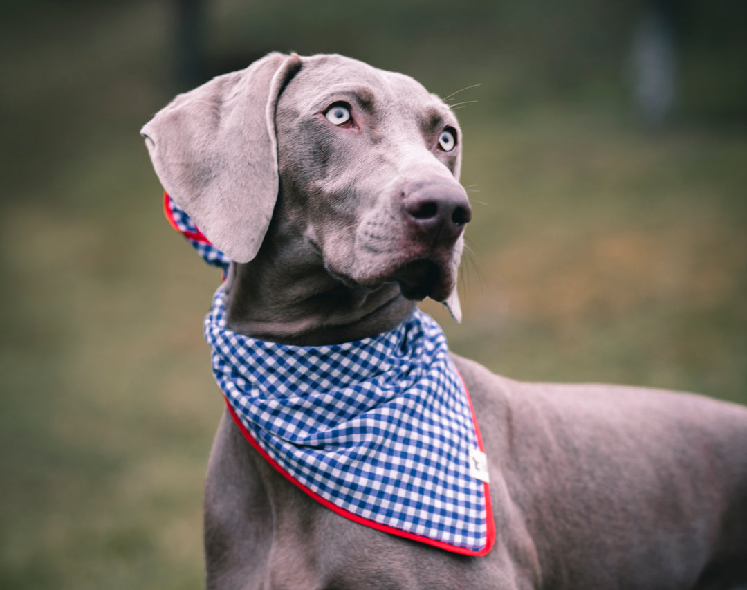 | Bandana | Blue Plaid