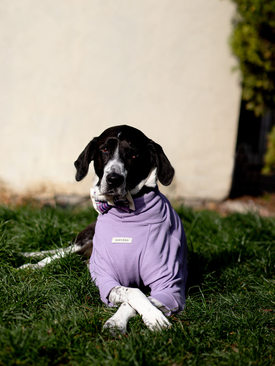 | Bow Tie | Lilac