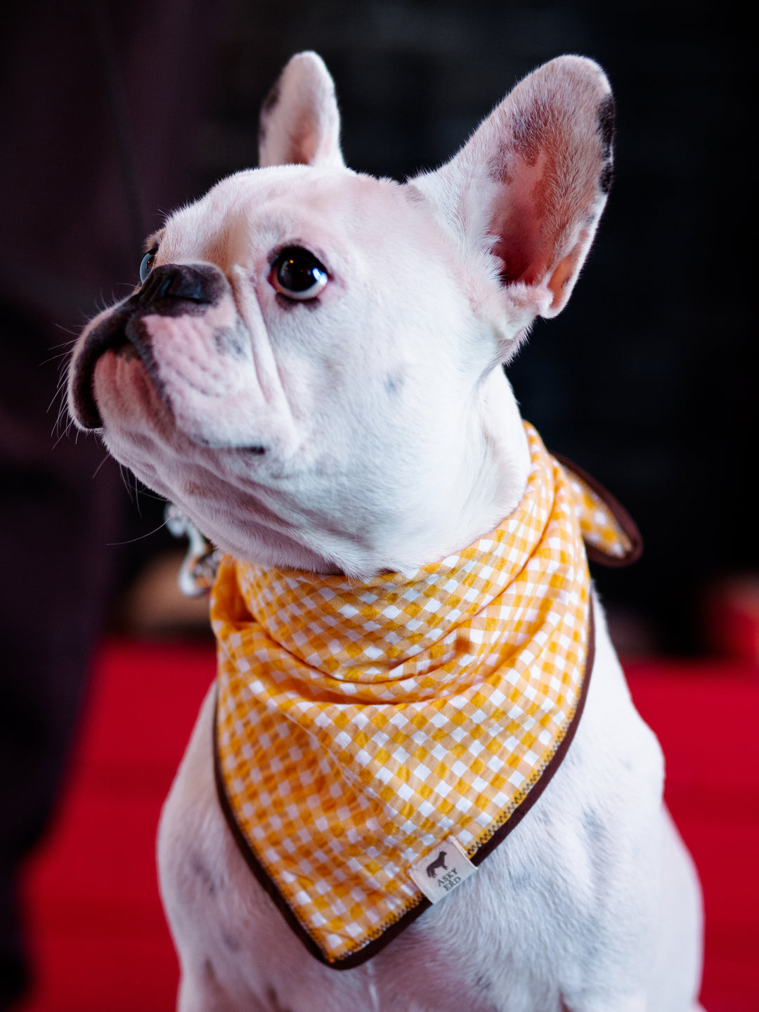 | Bandana | Yellow Plaid