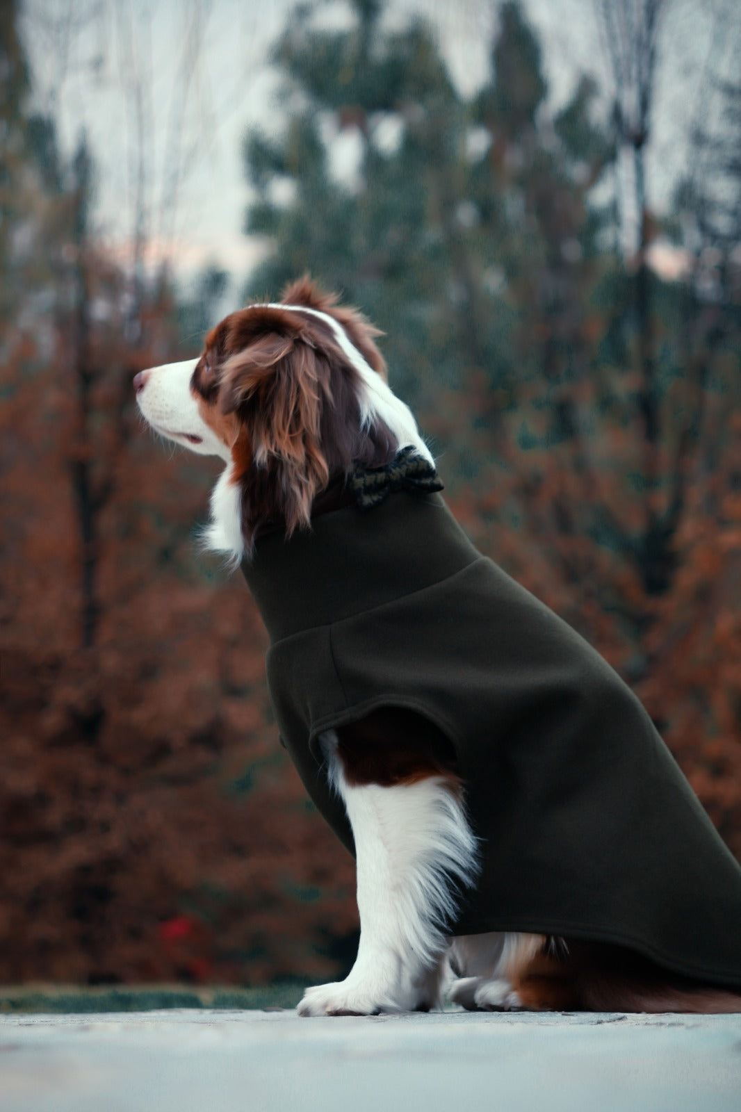 | BOW TIE | ASPEN GREEN