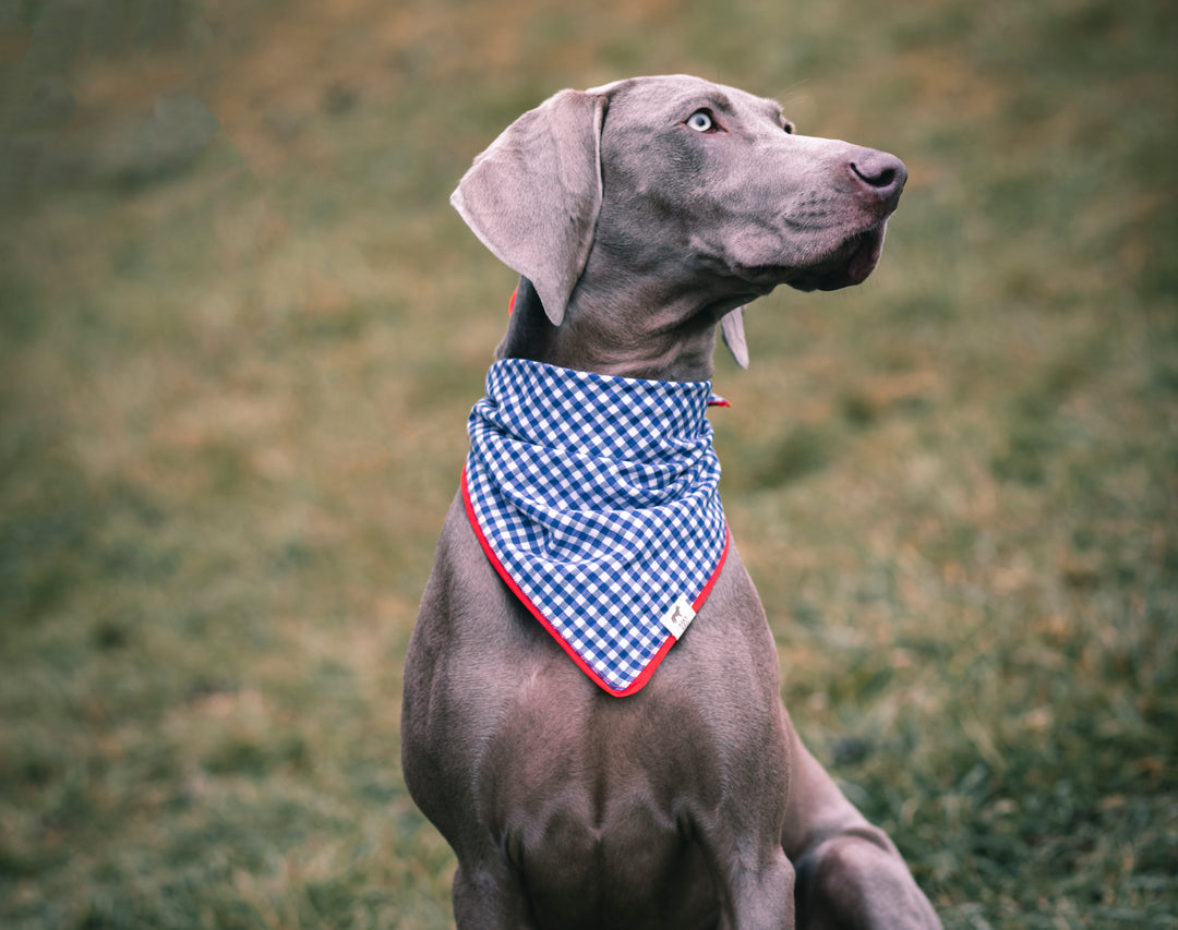 | Bandana | Blue Plaid