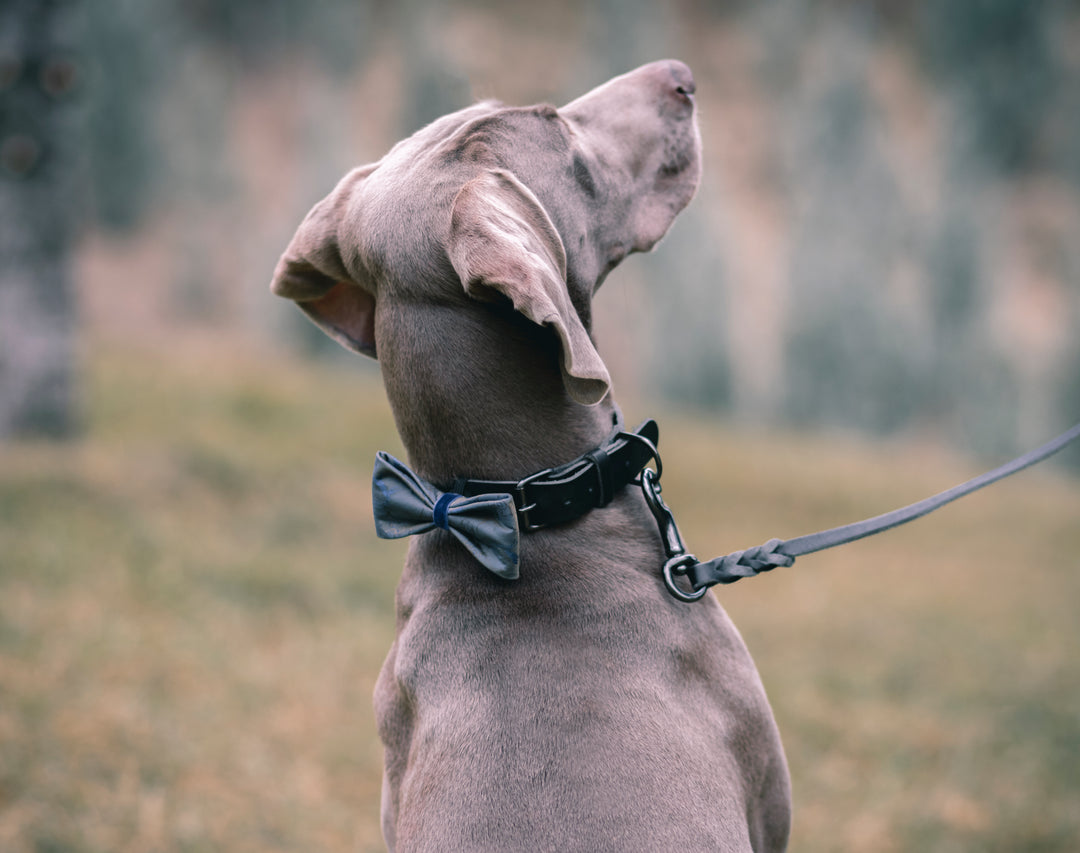 | Blue Satin Bow Tie | Deers