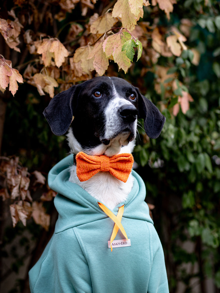 | Bow Tie | Orange