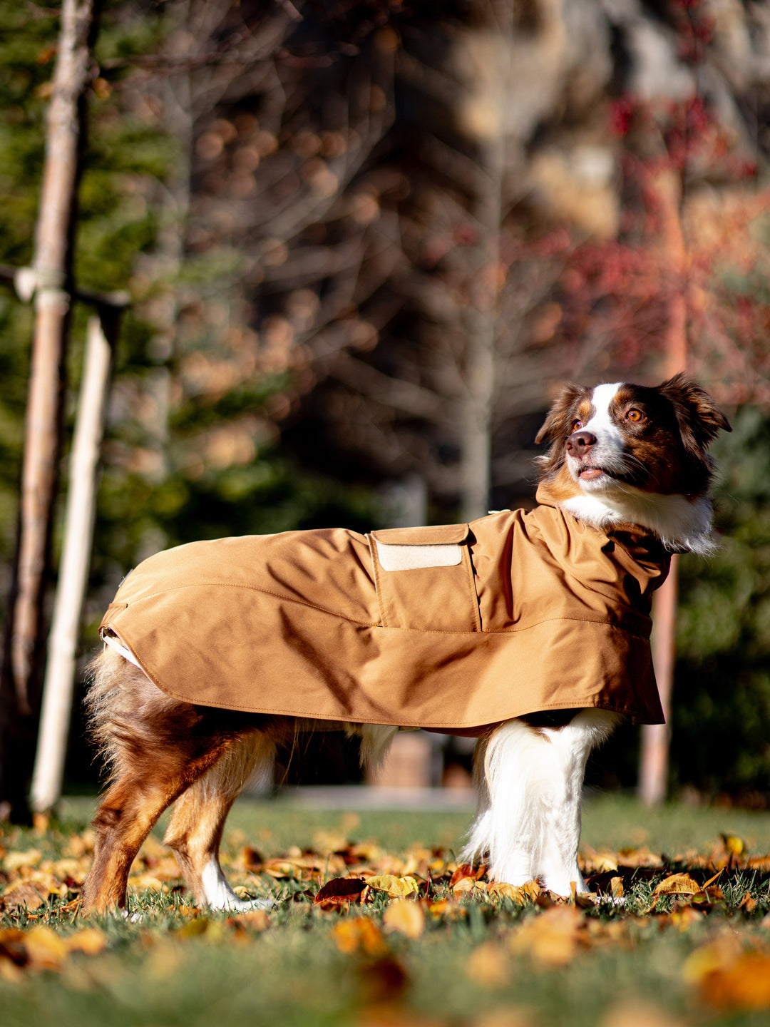 Trenchcoat | Cinnamon