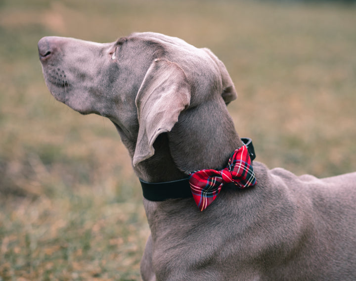 | Scoth Plaid Bow Tie | Red