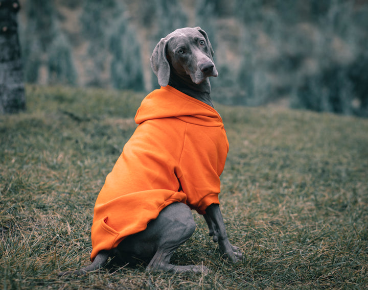 COZY HOODIE | TANGERINE