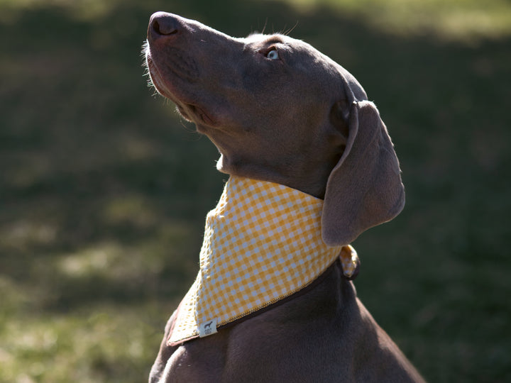 | Bandana | Yellow Plaid