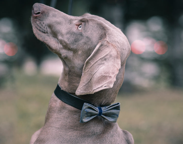 | Blue Satin Bow Tie | Deers