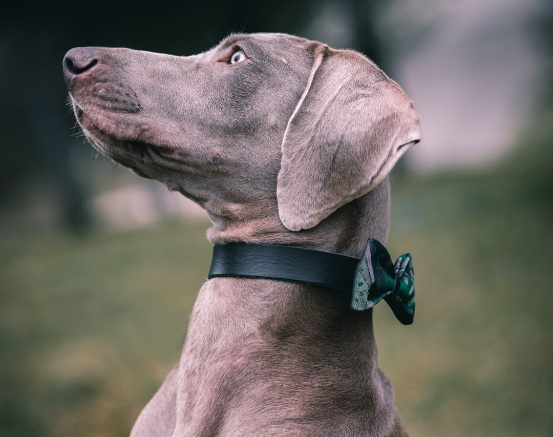 | Green Navy Satin Bow Tie | Geometrics