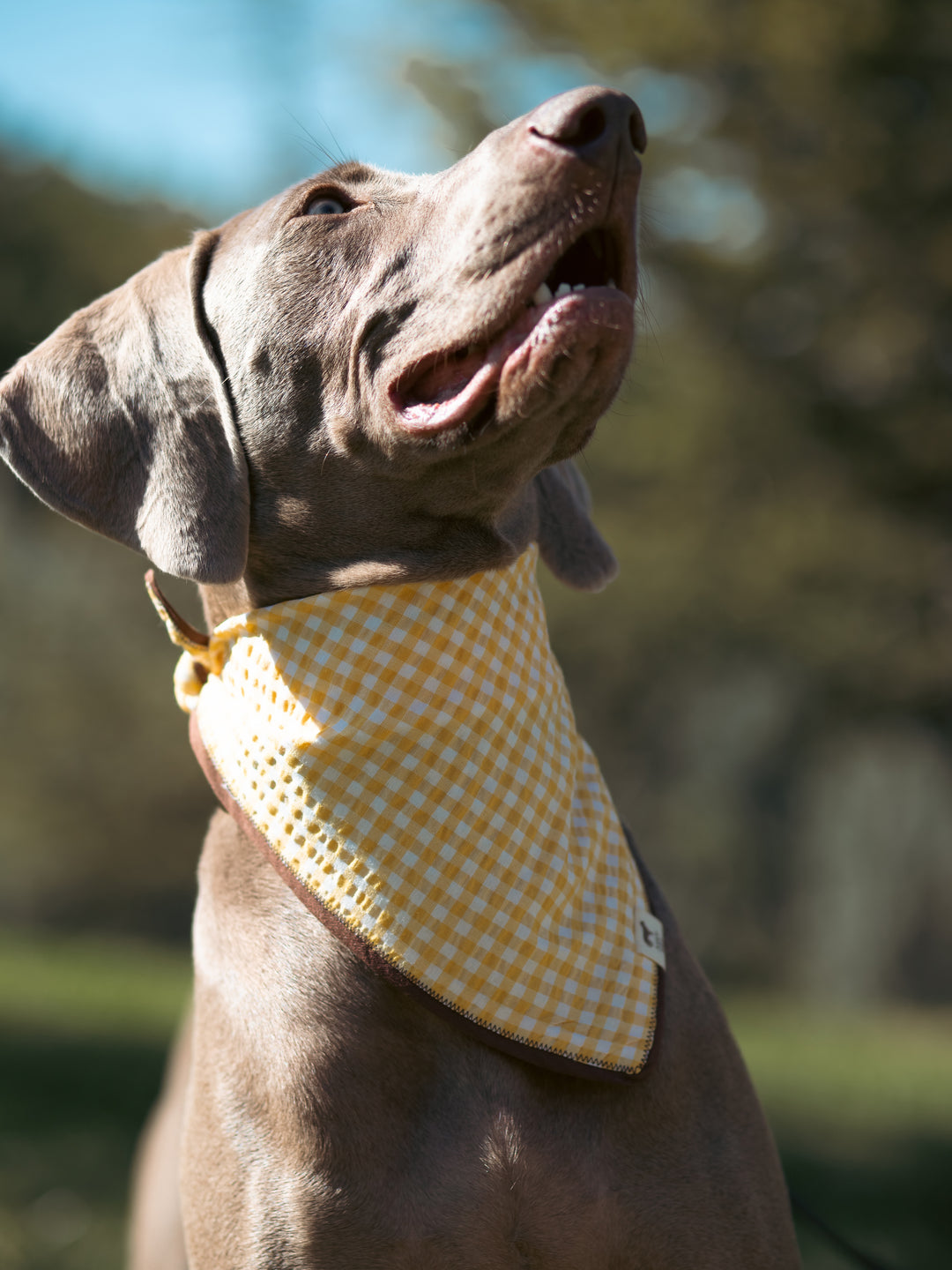 | Bandana | Yellow Plaid