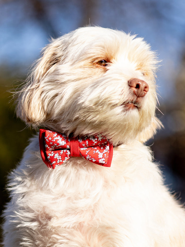 | Bow Tie | White Flowers