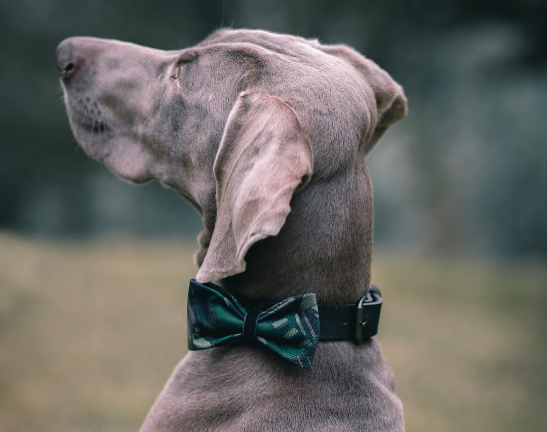 | Green Navy Satin Bow Tie | Geometrics