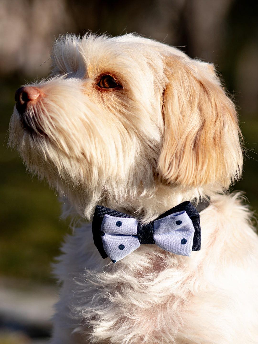 | Bow Tie | Navy Dots