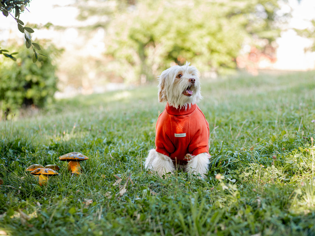 High Neck Cozy Sweater | Spicy