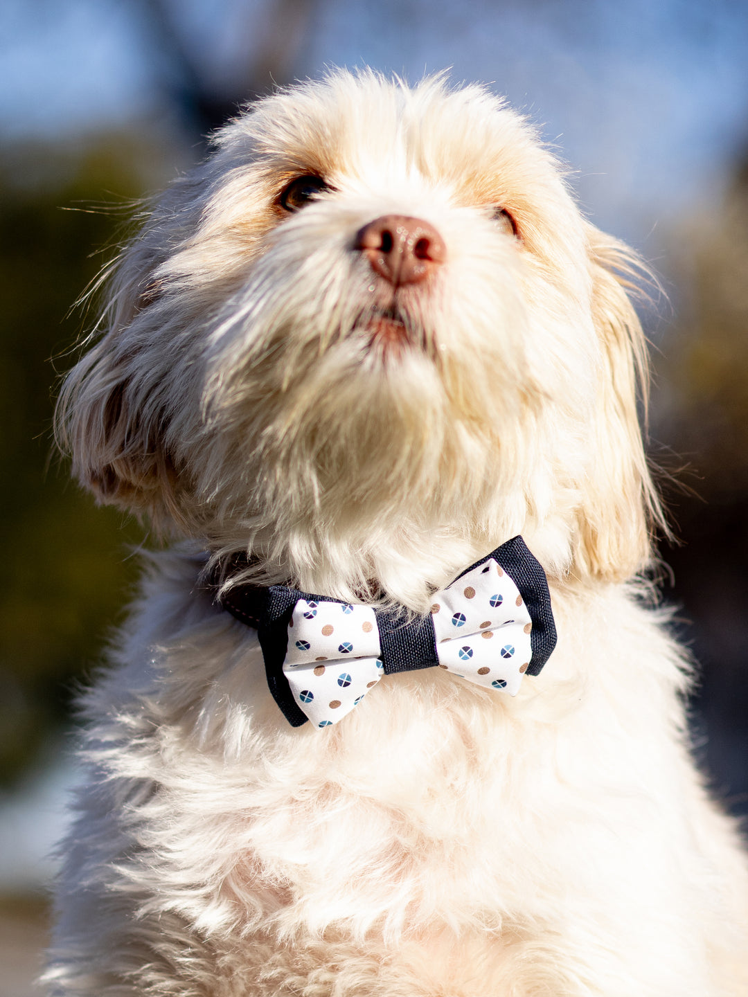 | Bow Tie | Blue Dots