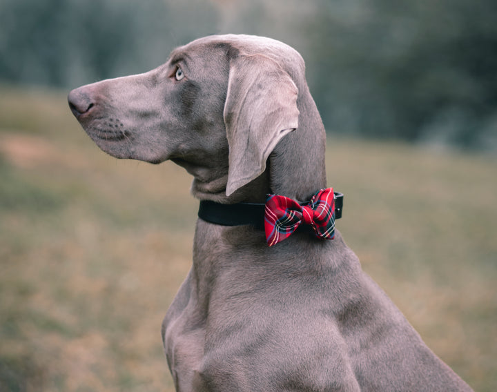 | Scoth Plaid Bow Tie | Red