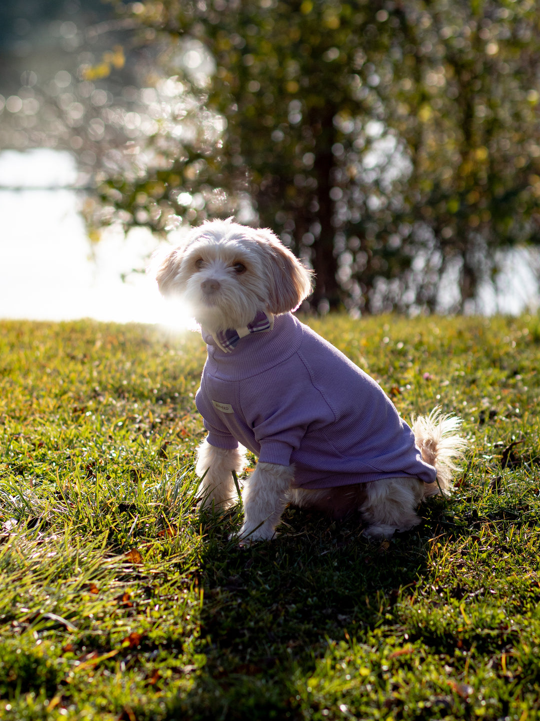 | Bow Tie | Lilac