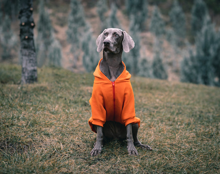 COZY HOODIE | TANGERINE