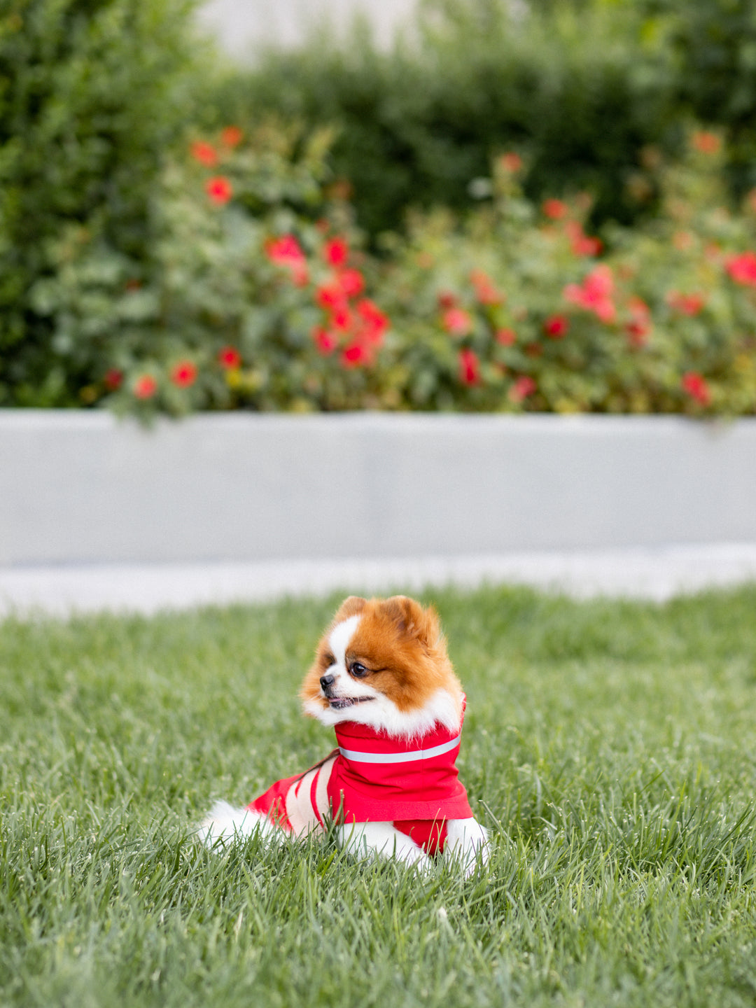 Raincoat | Scarlet Red