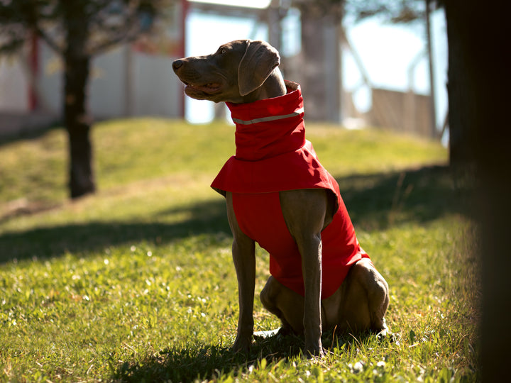 Raincoat | Scarlet Red