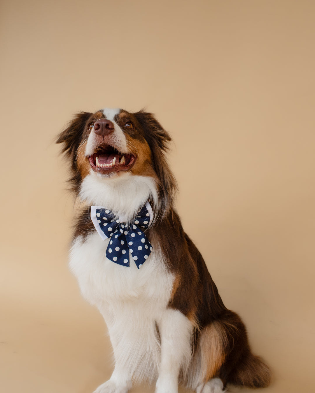 | Ribbon Bow | Navy Polka