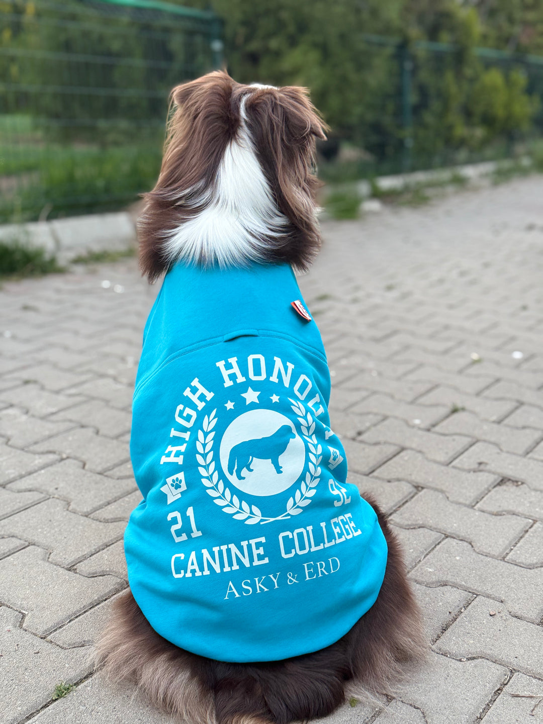 Canine College High Honour Sweatshirt | Turquoise Sprint