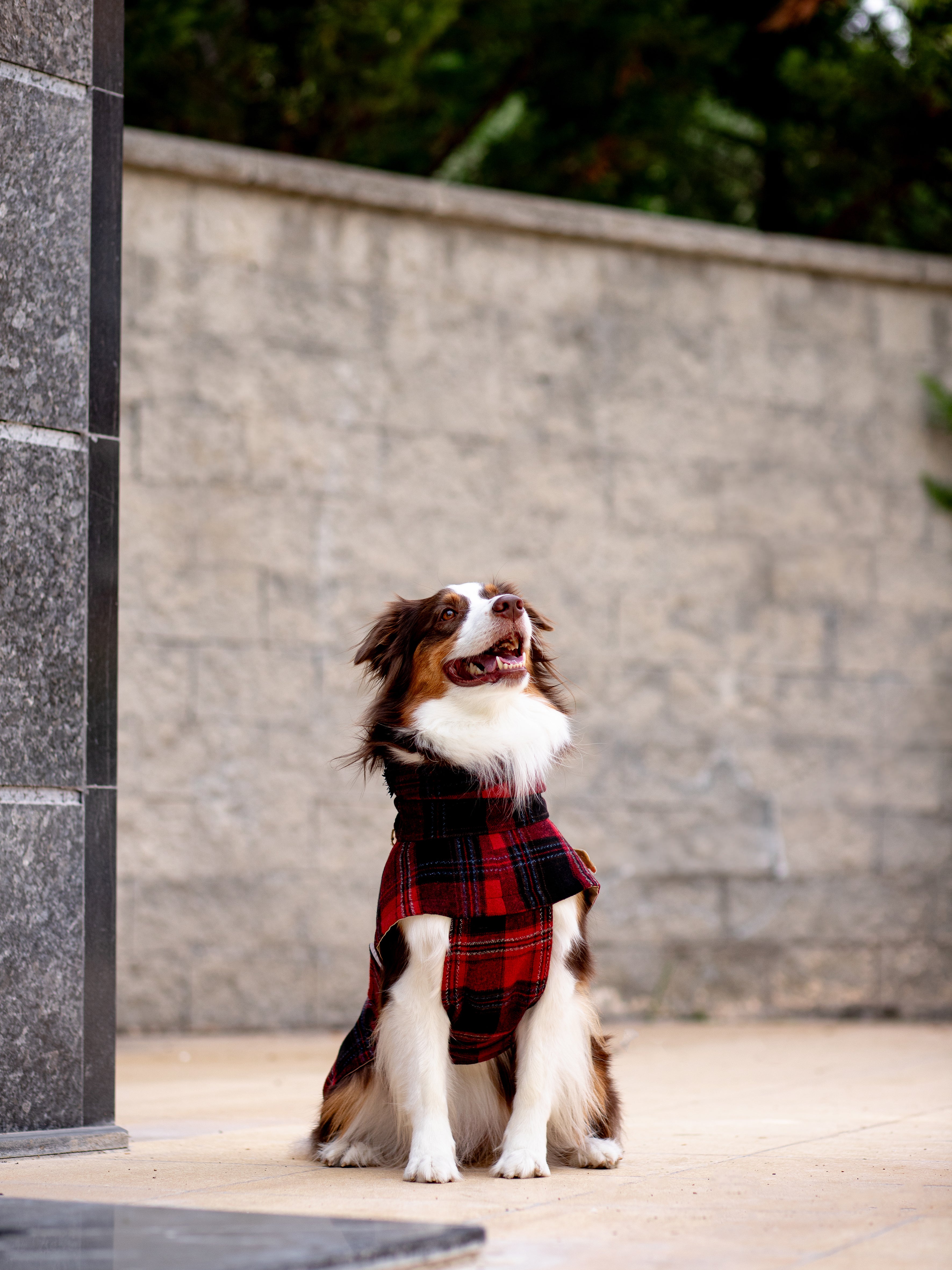 ⭐︎美品☆rosymonster conchiglie check vest Şıklık ve Sıcaklıkla Buluşan Köpek Yeleği