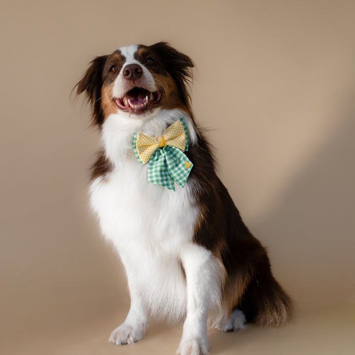 | Ribbon Bow | Limone Check