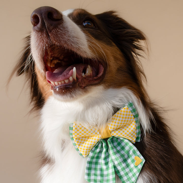 | Ribbon Bow | Limone Check