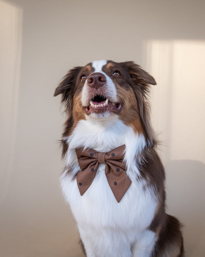 | Ribbon Bow | Cocoa Dot
