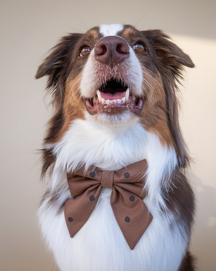| Ribbon Bow | Cocoa Dot