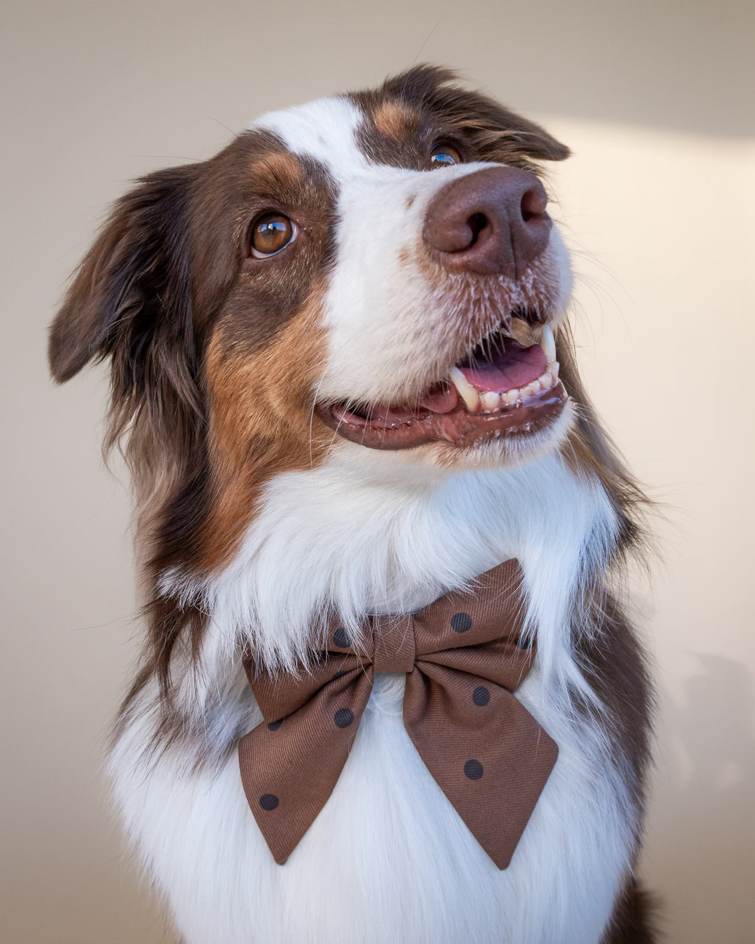 | Ribbon Bow | Cocoa Dot