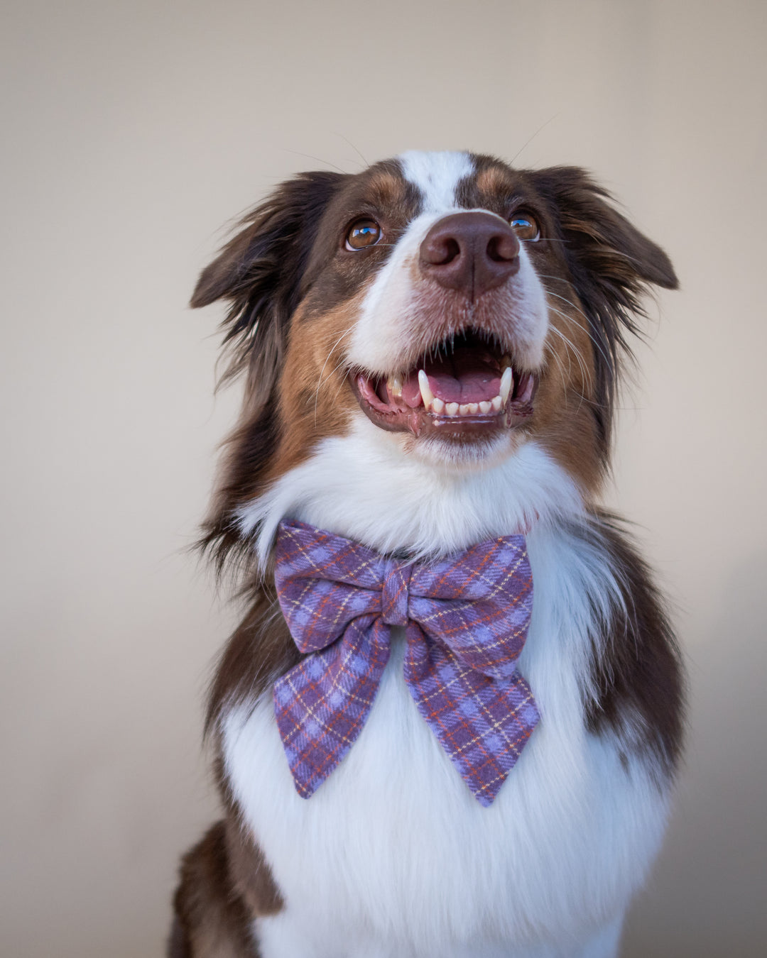 | Ribbon Bow | Lavender Tartan