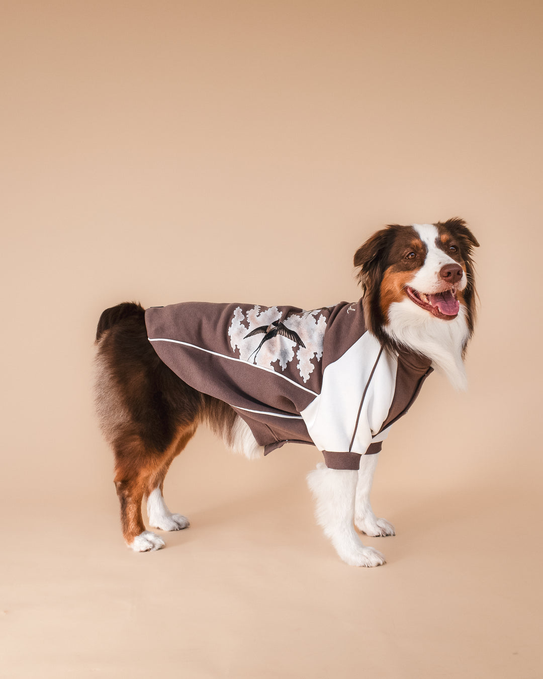 Bomber Jacket | Swallows