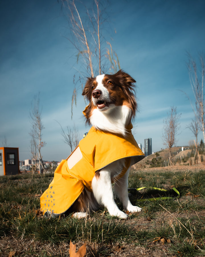 Seattle StormGuard Coat | Mustard Fog