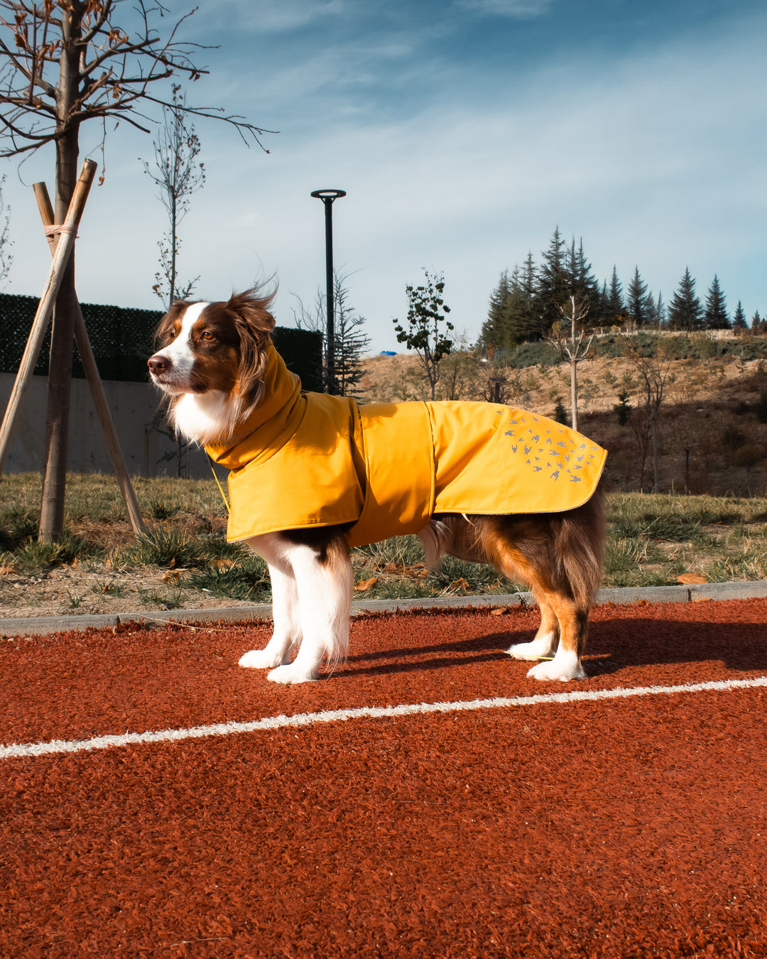 Seattle StormGuard Coat | Mustard Fog