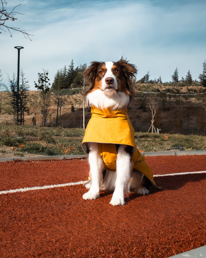 Seattle StormGuard Coat | Mustard Fog