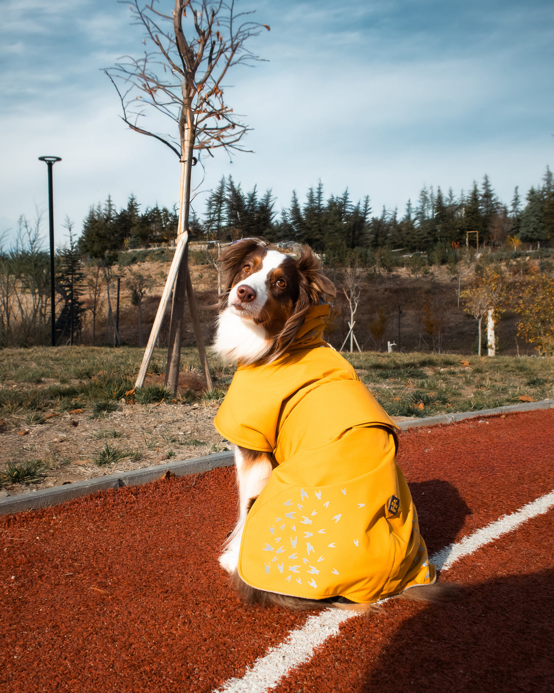 Seattle StormGuard Coat | Mustard Fog