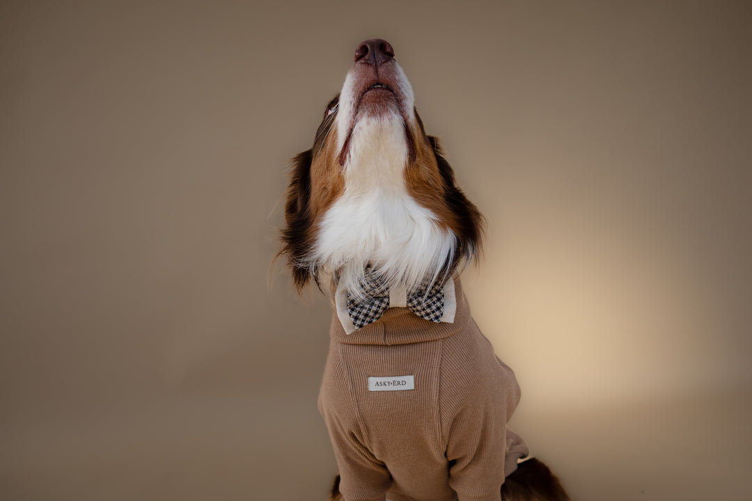 | Bow Tie | Regent Check