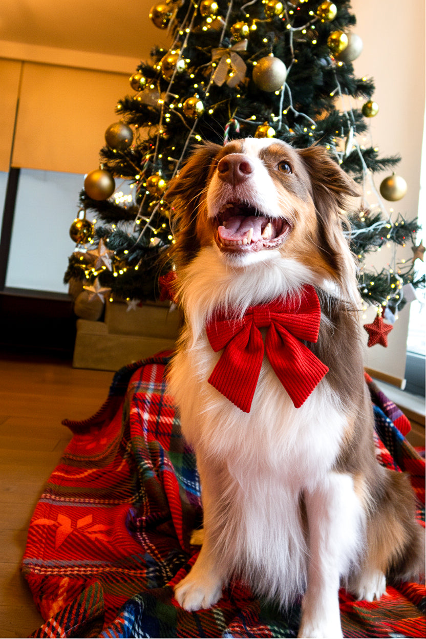 | Ribbon Bow | Holly Red