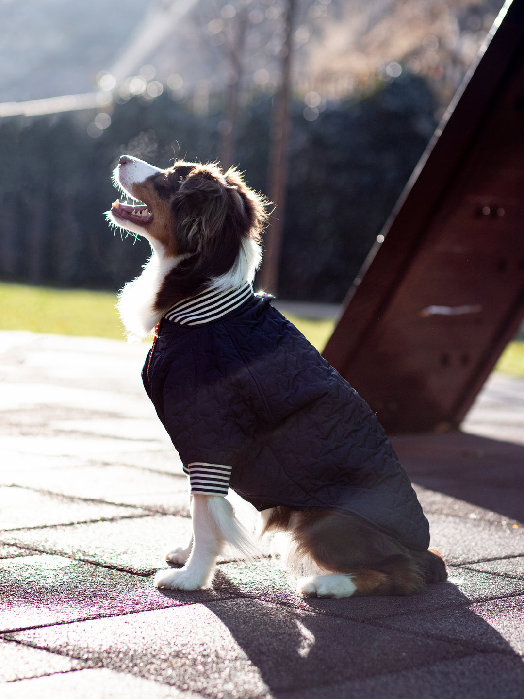 Bomber Jacket | Star