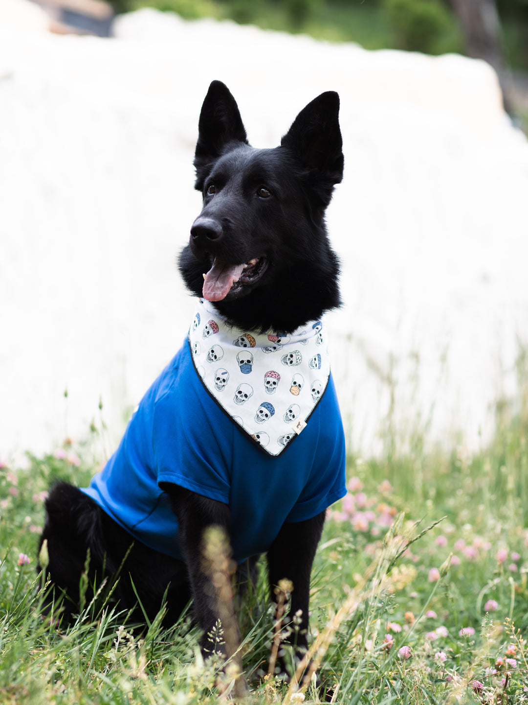 Tshirt | Happy Dog