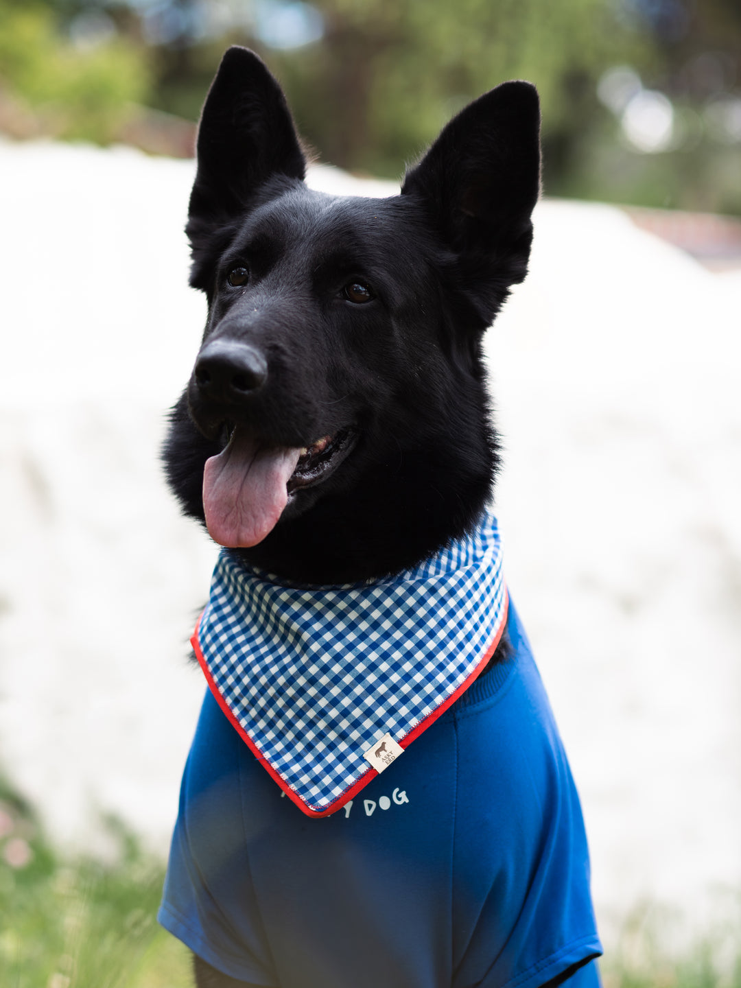 Tshirt | Happy Dog