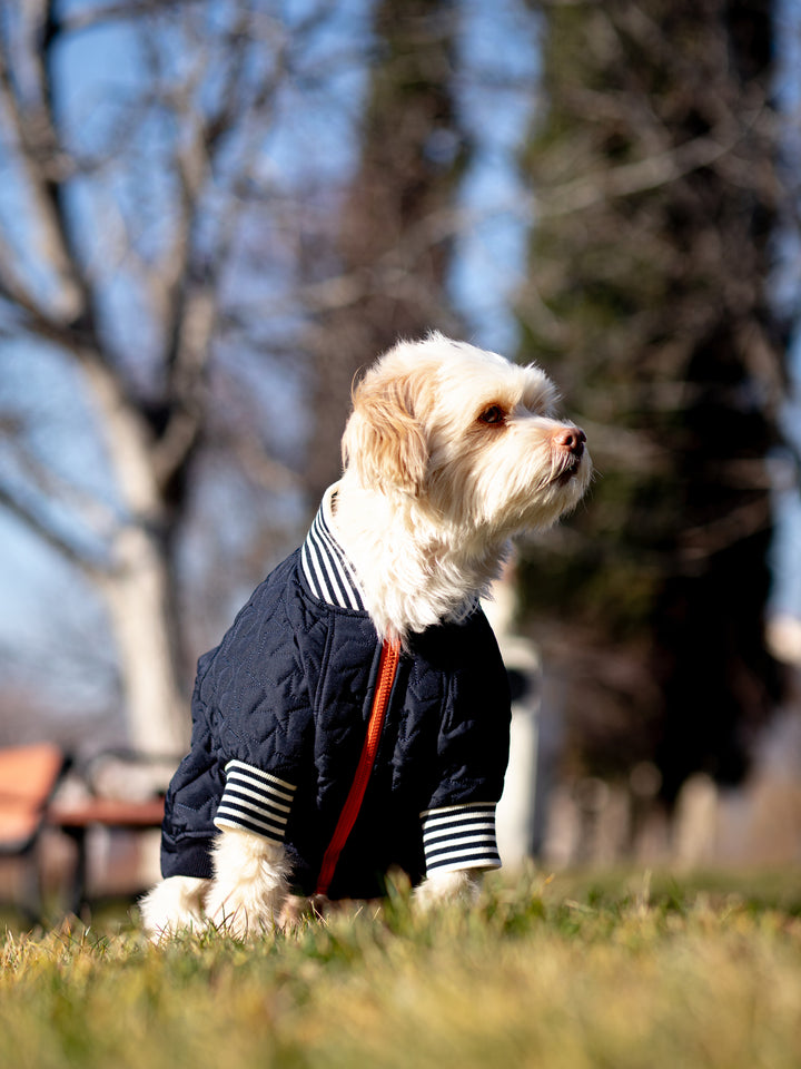 Bomber Jacket | Star